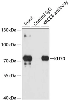 IP analysis of SW480 cell lysate using GTX64359 Ku70 antibody. Antibody amount : 3microg / 100microg lysate Dilution : 1:1000 IP analysis of SW480 cell lysate using GTX64359 Ku70 antibody. Antibody amount : 3microg / 100microg lysate Dilution : 1:1000