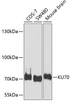 WB analysis of various sample lysates using GTX64359 Ku70 antibody. Dilution : 1:1000 Loading : 25microg per lane