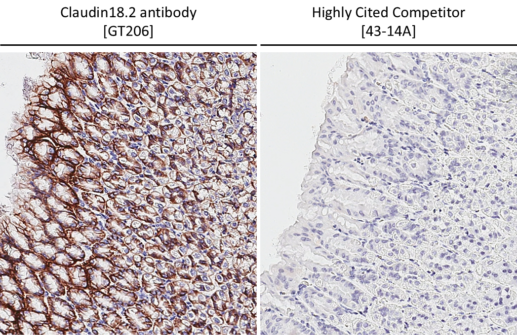 Anti-Claudin 18.2 antibody [GT206] (GTX643617) | GeneTex