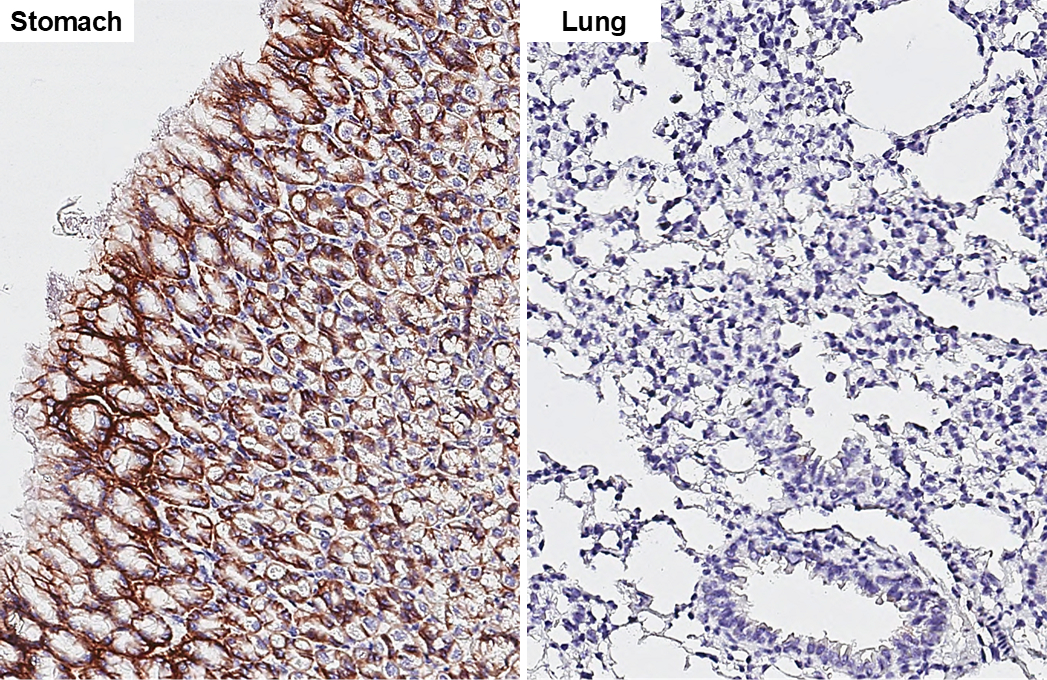 Anti-Claudin 18.2 antibody [GT206] (GTX643617) | GeneTex