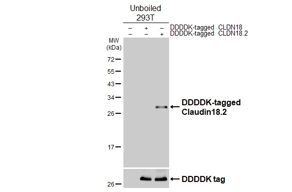 Anti-Claudin 18.2 antibody [GT206] (GTX643617) | GeneTex