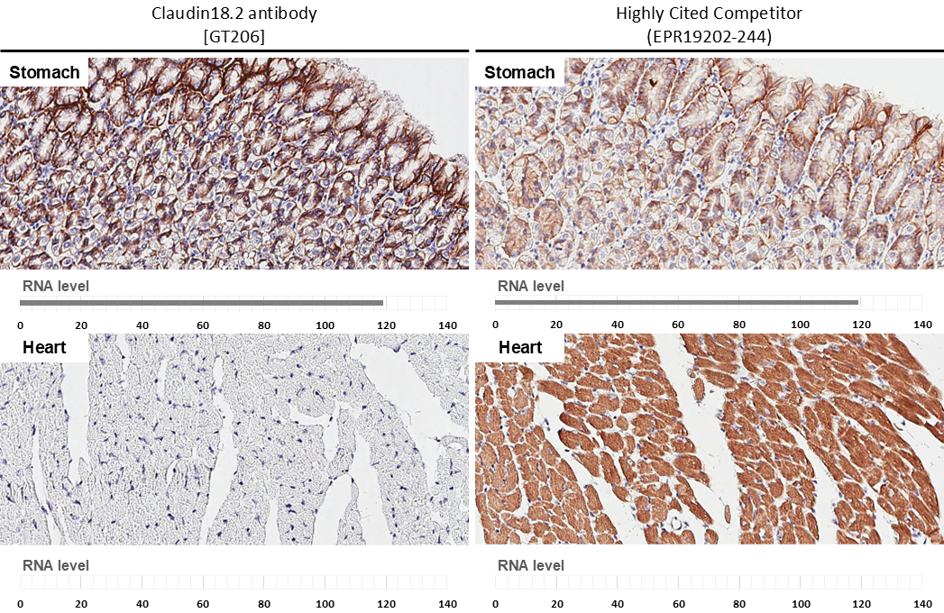 Anti-Claudin 18.2 antibody [GT206] (GTX643617) | GeneTex