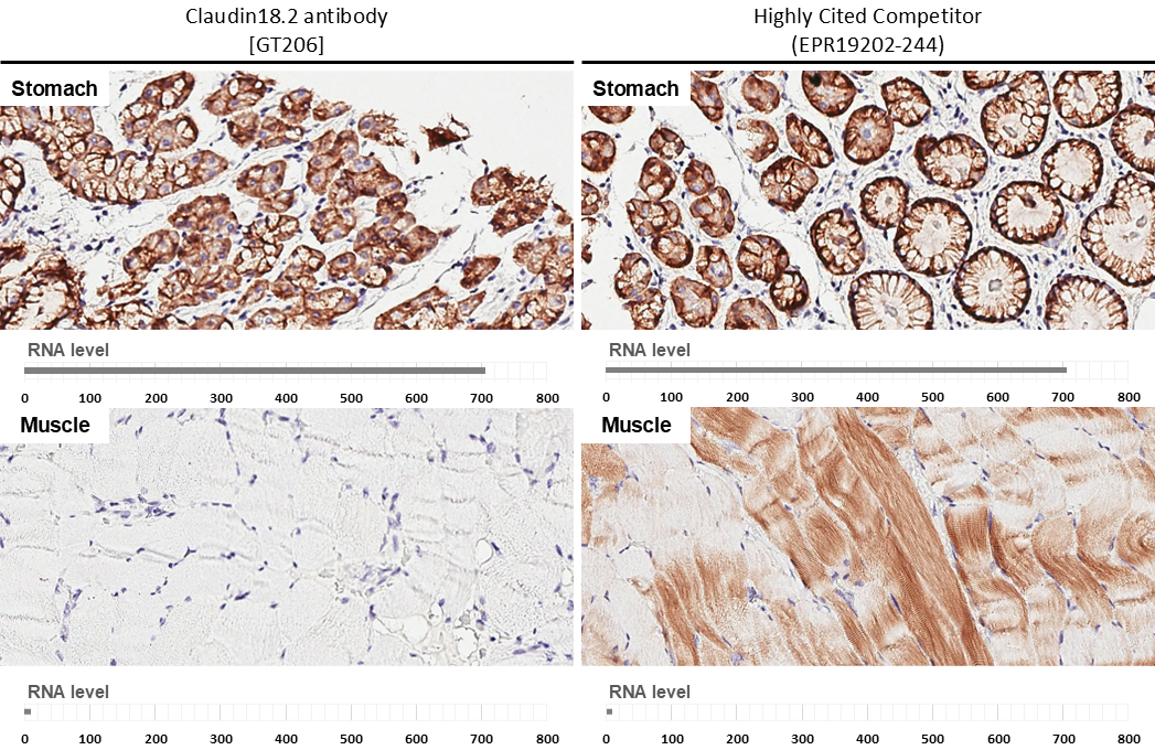 Anti-Claudin 18.2 antibody [GT206] (GTX643617) | GeneTex