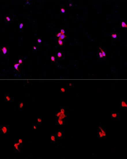 ICC/IF analysis of PC-12 cells using GTX64363 eIF2 alpha antibody. Blue : DAPI Dilution : 1:100