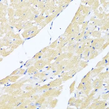 IHC-P analysis of mouse heart tissue using GTX64363 eIF2 alpha antibody. Dilution : 1:100