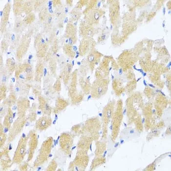 IHC-P analysis of rat heart tissue using GTX64363 eIF2 alpha antibody. Dilution : 1:100