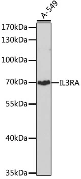 WB analysis of A-549 cell lysate using GTX64388 IL3 Receptor alpha antibody. Dilution : 1:1000 Loading : 25microg per lane
