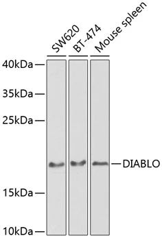 WB analysis of various sample lysates using GTX64409 Diablo antibody. Dilution : 1:1000 Loading : 25microg per lane WB analysis of various sample lysates using GTX64409 Diablo antibody. Dilution : 1:1000 Loading : 25microg per lane