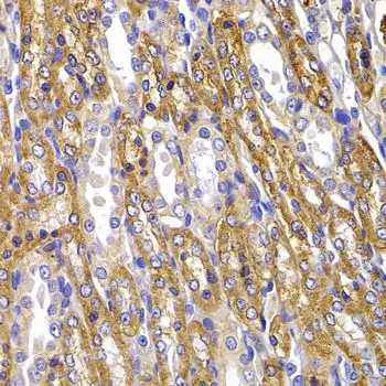 IHC-P analysis of rat kidney tissue using GTX64425 Sodium/Potassium ATPase alpha 1 antibody. Dilution : 1:100