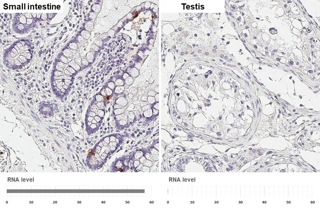 Anti-GLP1 antibody [HL4597] (GTX644273)