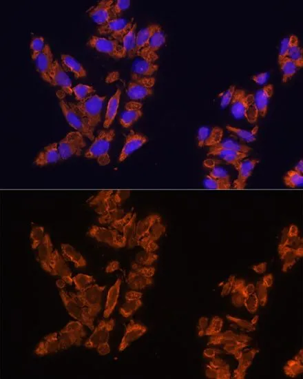ICC/IF analysis of U2OS cells using GTX64435 SIRP alpha antibody. Blue : DAPI Dilution : 1:100