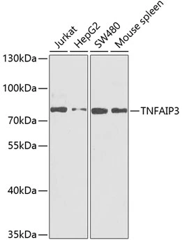 WB analysis of various sample lysates using GTX64466 TNFAIP3 antibody. Dilution : 1:1000 Loading : 25microg per lane WB analysis of various sample lysates using GTX64466 TNFAIP3 antibody. Dilution : 1:1000 Loading : 25microg per lane