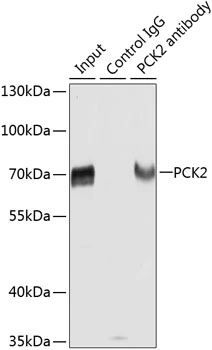 IP analysis of HepG2 cell lysate using GTX64476 PCK2 antibody. Dilution : 1:1000 IP analysis of HepG2 cell lysate using GTX64476 PCK2 antibody. Dilution : 1:1000