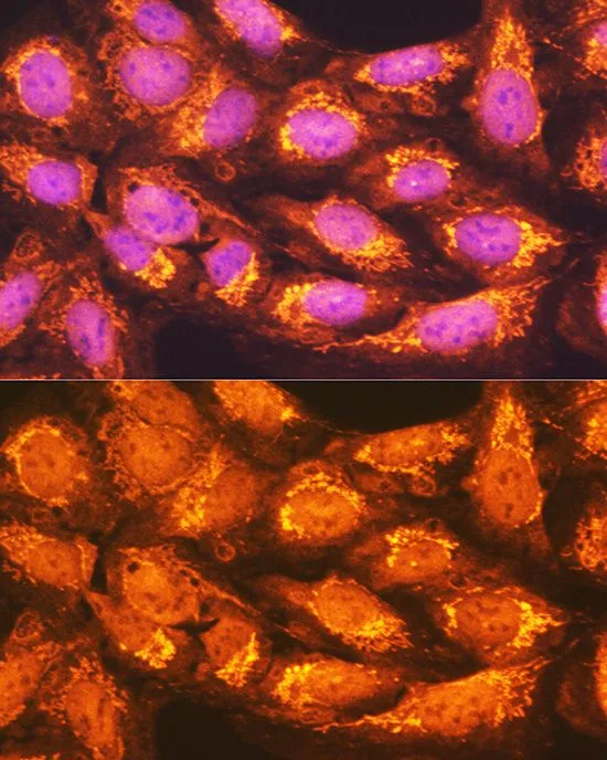 ICC/IF analysis of U2OS cells using GTX64476 PCK2 antibody. Blue : DAPI Dilution : 1:100