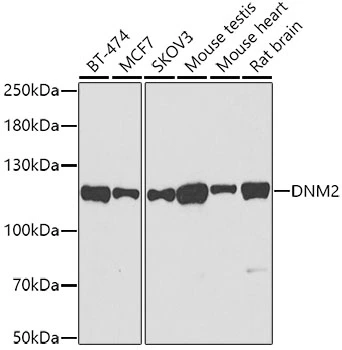 WB analysis of various sample lysates using GTX64478 Dynamin 2 antibody. Dilution : 1:500 Loading : 25microg per lane WB analysis of various sample lysates using GTX64478 Dynamin 2 antibody. Dilution : 1:500 Loading : 25microg per lane