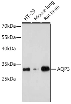 WB analysis of various sample lysates using GTX64481 Aquaporin 3 antibody. The signal was developed with ECL plus-Enhanced. Dilution : 1:1000 Loading : 25microg per lane WB analysis of various sample lysates using GTX64481 Aquaporin 3 antibody. The signal was developed with ECL plus-Enhanced. Dilution : 1:1000 Loading : 25microg per lane