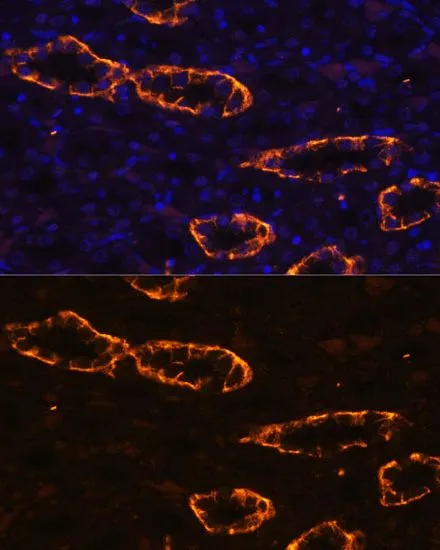 IHC-P analysis of rat kidney tissue using GTX64481 Aquaporin 3 antibody. Blue : DAPI Dilution : 1:100