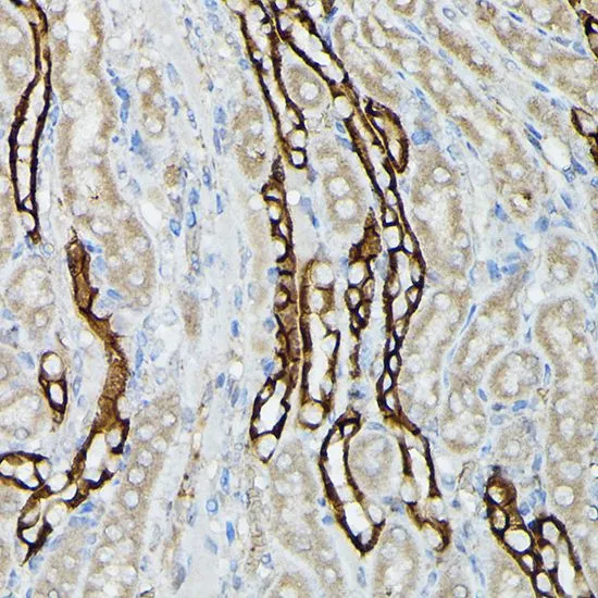 IHC-P analysis of mouse kidney tissue using GTX64481 Aquaporin 3 antibody. Dilution : 1:50