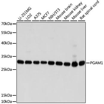 WB analysis of various sample lysates using GTX64483 PGAM1 antibody. Dilution : 1:1000 Loading : 25microg per lane WB analysis of various sample lysates using GTX64483 PGAM1 antibody. Dilution : 1:1000 Loading : 25microg per lane