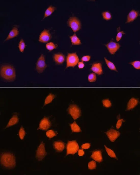 ICC/IF analysis of L929 cells using GTX64483 PGAM1 antibody. Blue : DAPI Dilution : 1:100