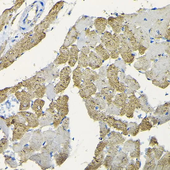 IHC-P analysis of rat heart tissue using GTX64490 HSP22 antibody. Dilution : 1:100