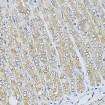 IHC-P analysis of mouse stomach tissue using GTX64492 HRG antibody. Dilution : 1:100