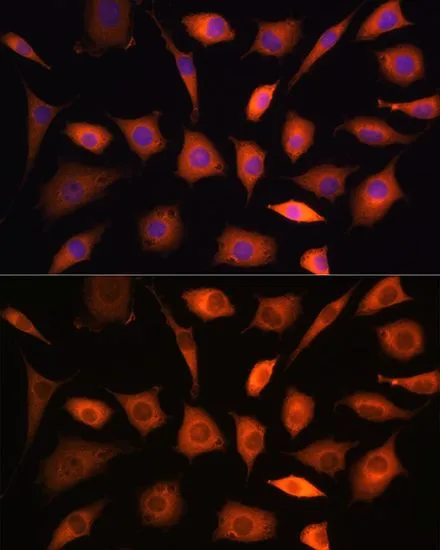 ICC/IF analysis of L929 cells using GTX64499 PHGDH antibody. Blue : DAPI Dilution : 1:100
