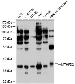 WB analysis of various sample lysates using GTX64519 MTHFD2 antibody. Dilution : 1:1000 Loading : 25microg per lane WB analysis of various sample lysates using GTX64519 MTHFD2 antibody. Dilution : 1:1000 Loading : 25microg per lane