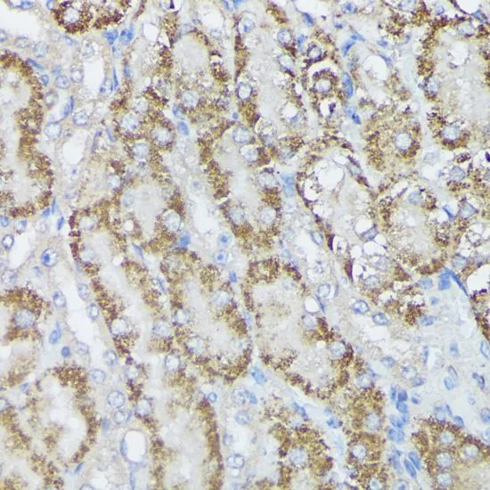 IHC-P analysis of mouse kidney tissue using GTX64519 MTHFD2 antibody. Dilution : 1:100