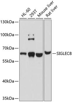WB analysis of various sample lysates using GTX64531 SIGLEC8 antibody. Dilution : 1:1000 Loading : 25microg per lane WB analysis of various sample lysates using GTX64531 SIGLEC8 antibody. Dilution : 1:1000 Loading : 25microg per lane