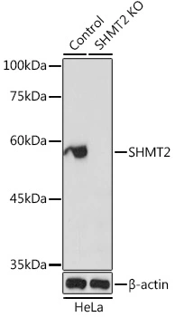 WB analysis of normal (control) and knockout (KO) HeLa cell lysate using GTX64542 SHMT2 antibody. Dilution : 1:1000 Loading : 25microg per lane