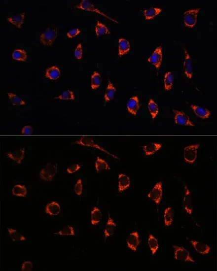ICC/IF analysis of L929 cells using GTX64542 SHMT2 antibody. Blue : DAPI Dilution : 1:100