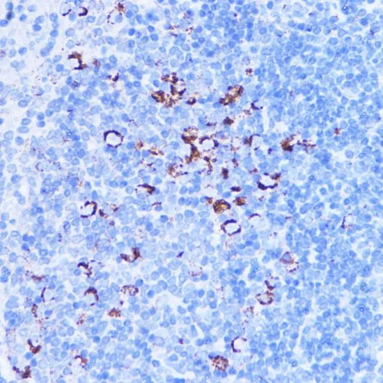 IHC-P analysis of mouse spleen tissue using GTX64542 SHMT2 antibody. Dilution : 1:100