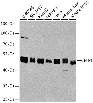 WB analysis of various sample lysates using GTX64547 CUGBP1 antibody. Dilution : 1:1000 Loading : 25microg per lane WB analysis of various sample lysates using GTX64547 CUGBP1 antibody. Dilution : 1:1000 Loading : 25microg per lane