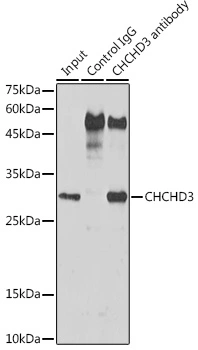 IP analysis of mouse liver tissue lysate using GTX64550 CHCHD3 antibody. Antibody amount : 3microg / 600microg lysate Dilution : 1:1000 IP analysis of mouse liver tissue lysate using GTX64550 CHCHD3 antibody. Antibody amount : 3microg / 600microg lysate Dilution : 1:1000