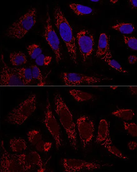 ICC/IF analysis of U2OS cells using GTX64550 CHCHD3 antibody. Blue : DAPI Dilution : 1:100
