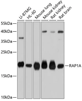 WB analysis of various sample lysates using GTX64554 RAP1A antibody. Dilution : 1:1000 Loading : 25microg per lane WB analysis of various sample lysates using GTX64554 RAP1A antibody. Dilution : 1:1000 Loading : 25microg per lane