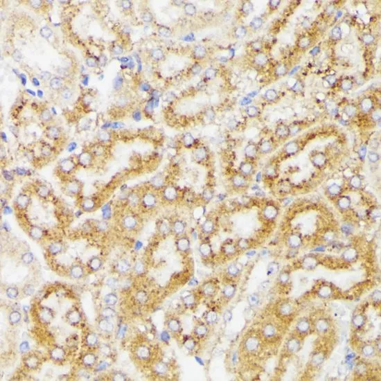 IHC-P analysis of mouse kidney tissue using GTX64559 Galactosylceramidase antibody. Dilution : 1:100