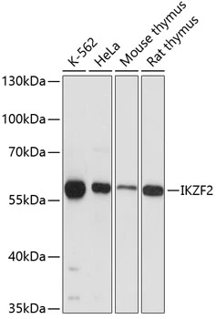 WB analysis of various sample lysates using GTX64570 HELIOS antibody. Dilution : 1:3000 Loading : 25microg per lane WB analysis of various sample lysates using GTX64570 HELIOS antibody. Dilution : 1:3000 Loading : 25microg per lane