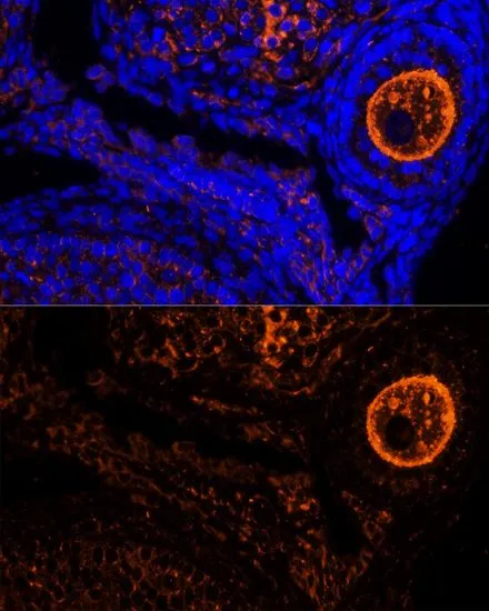 IHC-P analysis of mouse oophoroma tissue using GTX64579 ZP2 antibody. Blue : DAPI Dilution : 1:100