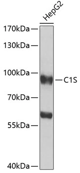 WB analysis of HepG2 cell lysate using GTX64606 C1s antibody. Dilution : 1:1000 Loading : 25microg per lane WB analysis of HepG2 cell lysate using GTX64606 C1s antibody. Dilution : 1:1000 Loading : 25microg per lane
