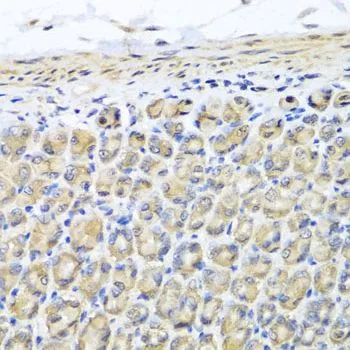 IHC-P analysis of mouse stomach tissue using GTX64607 STK3 antibody. Dilution : 1:100