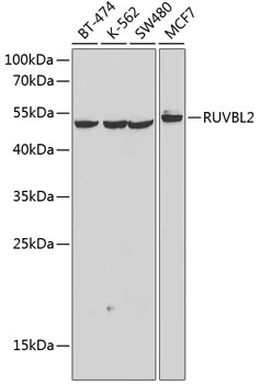 WB analysis of various sample lysates using GTX64643 RUVBL2 antibody. Dilution : 1:1000 Loading : 25microg per lane WB analysis of various sample lysates using GTX64643 RUVBL2 antibody. Dilution : 1:1000 Loading : 25microg per lane