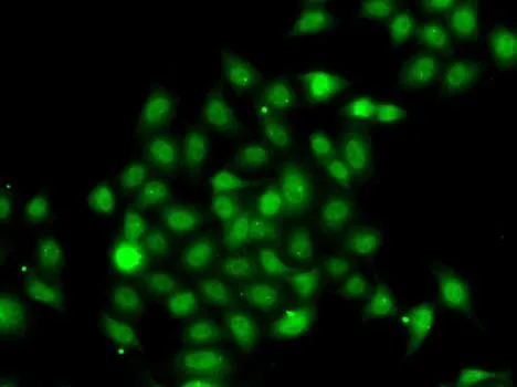 ICC/IF analysis of A549 cells using GTX64652 TRIP15 antibody.