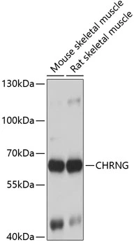 WB analysis of various sample lysates using GTX64654 AChR gamma antibody. Dilution : 1:1000 Loading : 25microg per lane WB analysis of various sample lysates using GTX64654 AChR gamma antibody. Dilution : 1:1000 Loading : 25microg per lane