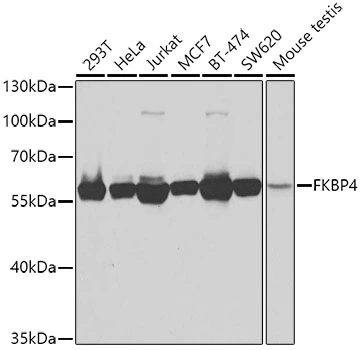 WB analysis of various sample lysates using GTX64678 FKBP4 antibody. Dilution : 1:1000 Loading : 25microg per lane