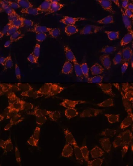 ICC/IF analysis of NIH/3T3 cells using GTX64701 NCE2 antibody. Blue : DAPI Dilution : 1:100