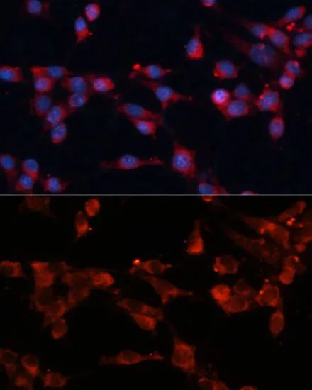 ICC/IF analysis of NIH/3T3 cells using GTX64714 eIF3B antibody. Blue : DAPI Dilution : 1:100