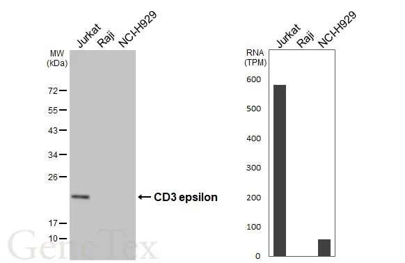 Anti-CD3 epsilon antibody [HL5848] (GTX647166) | GeneTex