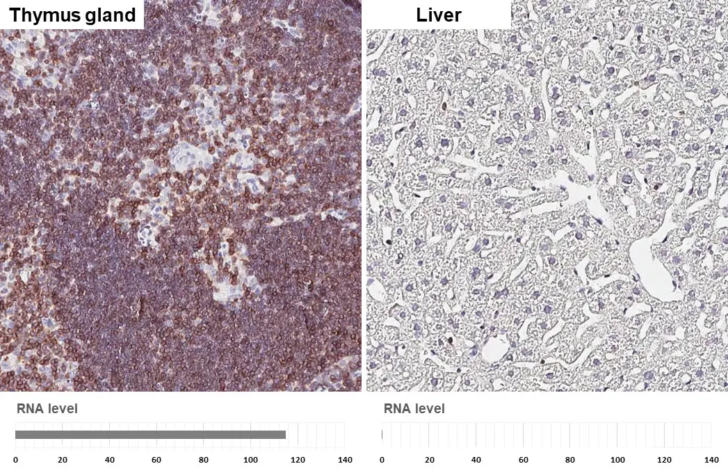 CD3点 Anti-CD3 epsilon antibody [HL5848] (GTX647166) | GeneTex